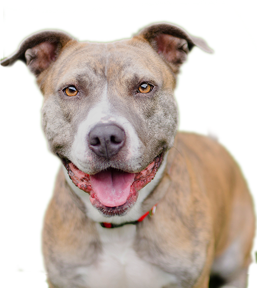 Smiling Pitbull Portrait