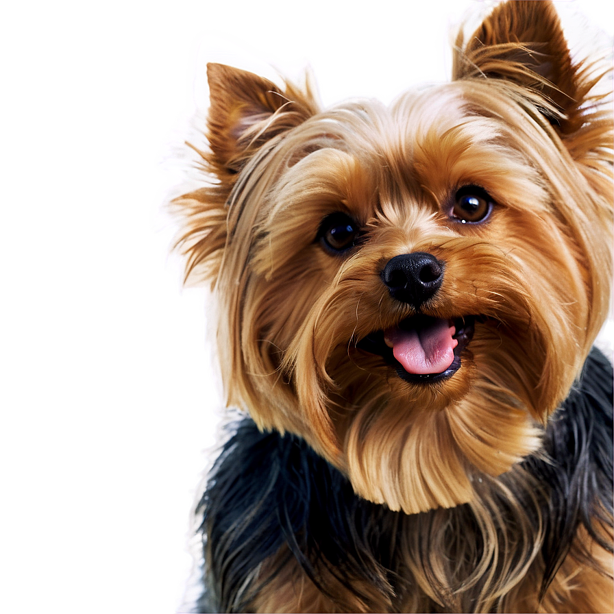 Smiling Yorkie Png Jvx96