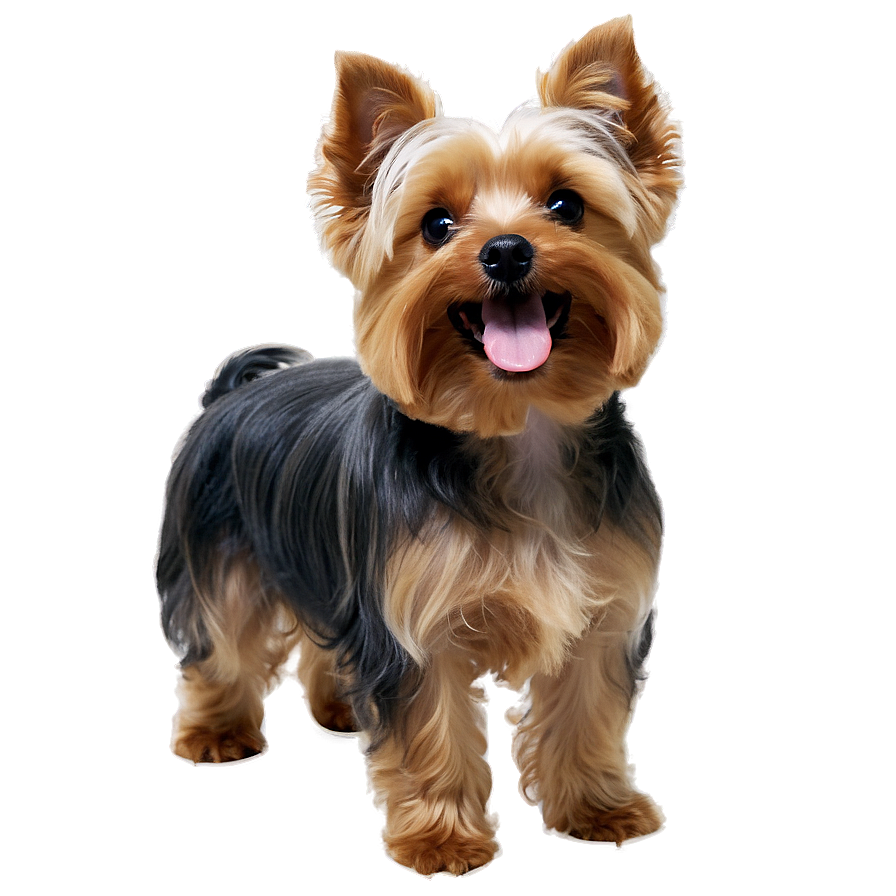 Smiling Yorkie Png Uyy16