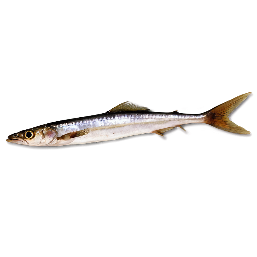 Smoked Sardine Png 06292024