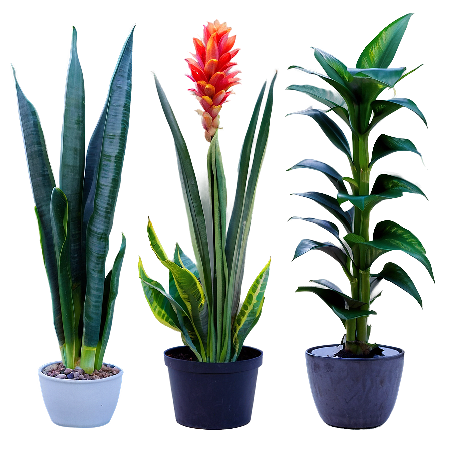 Snake Plant Bundle Png 72