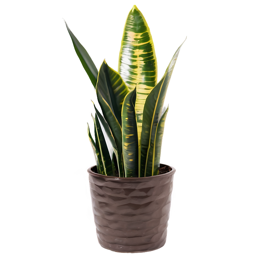 Snake Plant Garden Png Ufa3