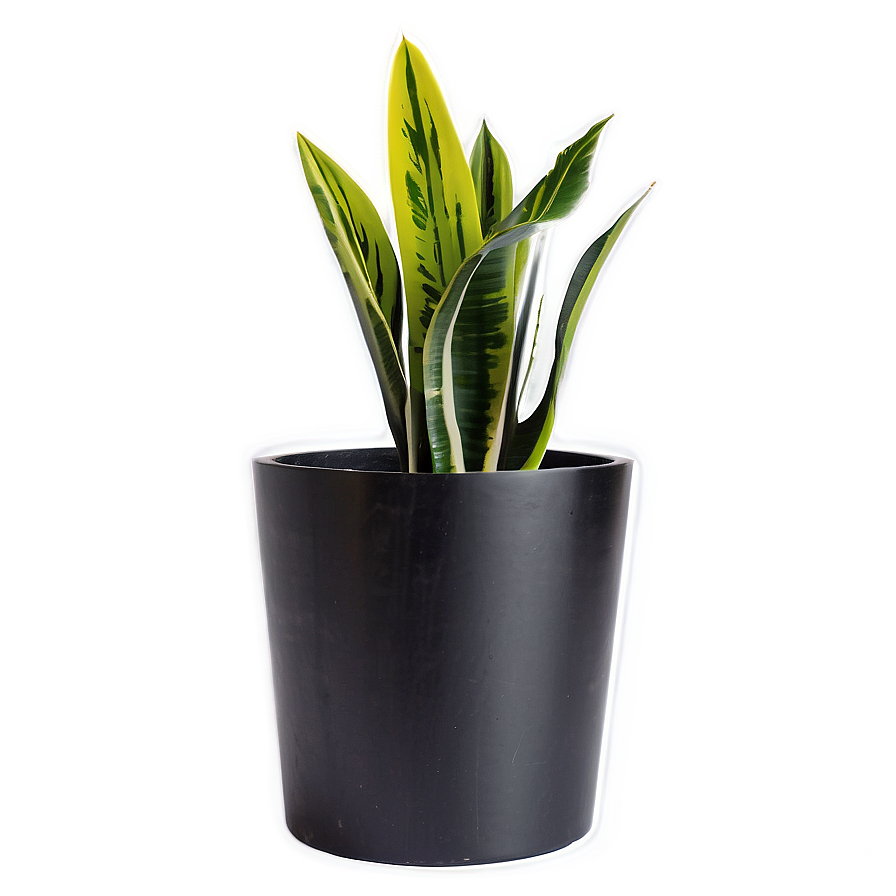 Snake Plant In Modern Pot Png 06122024