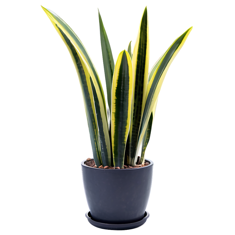 Snake Plant In Modern Pot Png Mth26