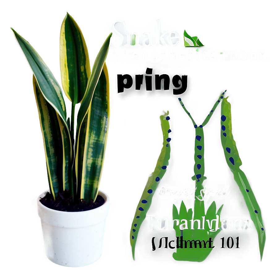 Snake Plant In Office Png Ons87