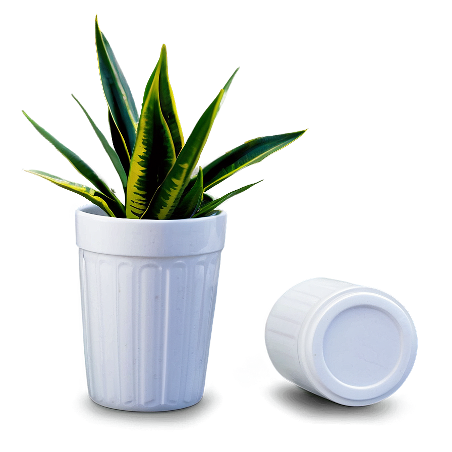 Snake Plant In White Pot Png Ohr88