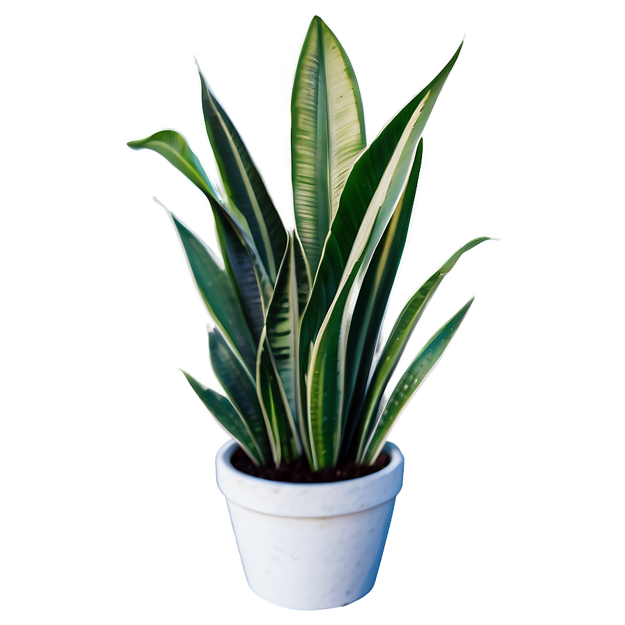 Snake Plant Line Art Png Okd99