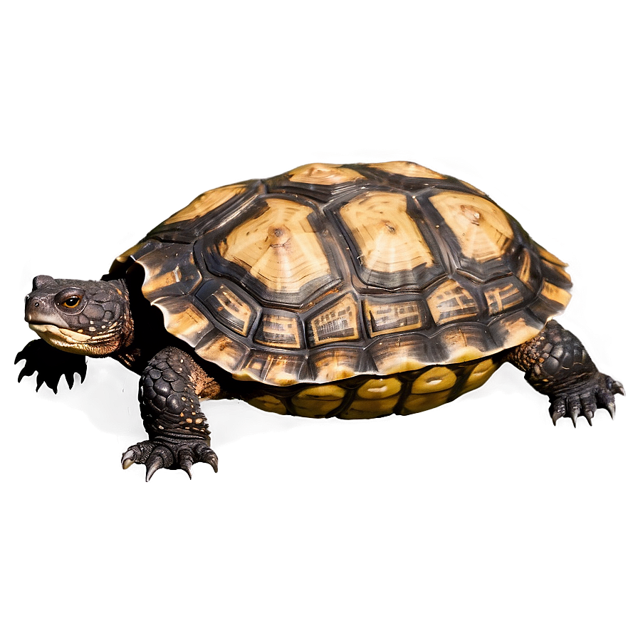 Snapping Turtle In Action Png 50