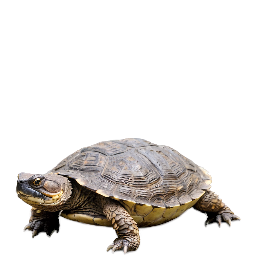 Snapping Turtle In Defensive Position Png 19