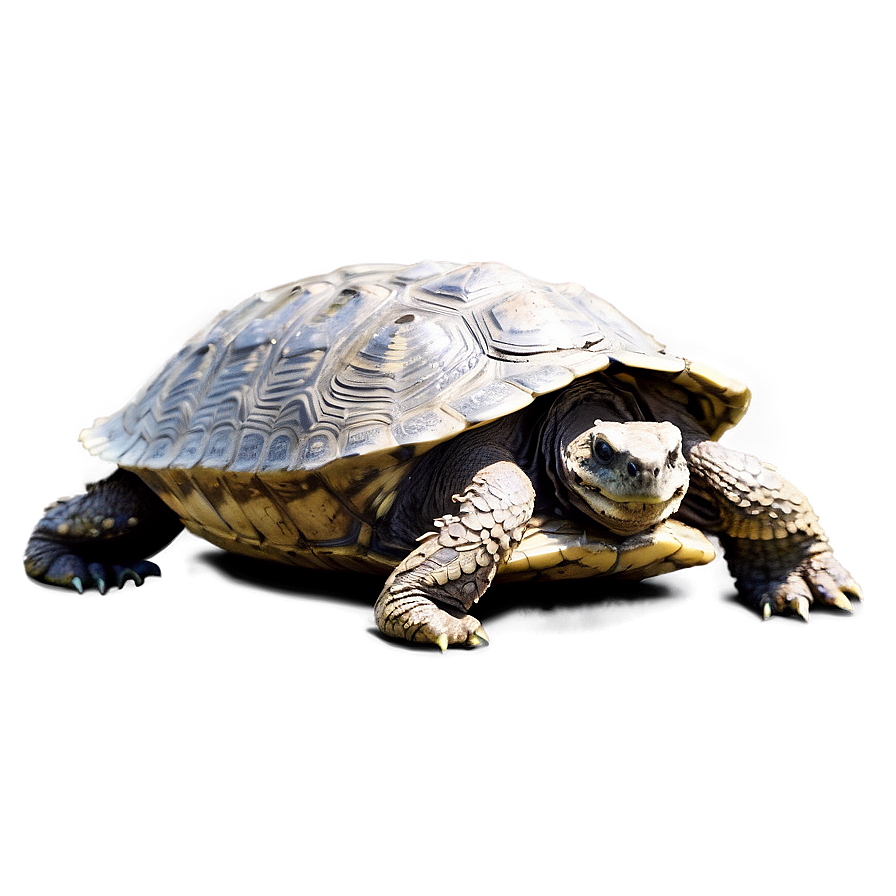 Snapping Turtle In Defensive Position Png Qqk