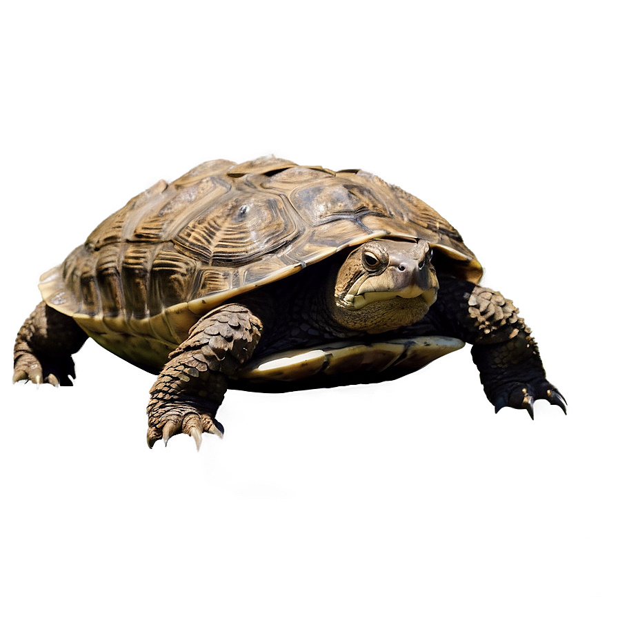 Snapping Turtle In River Png 06252024