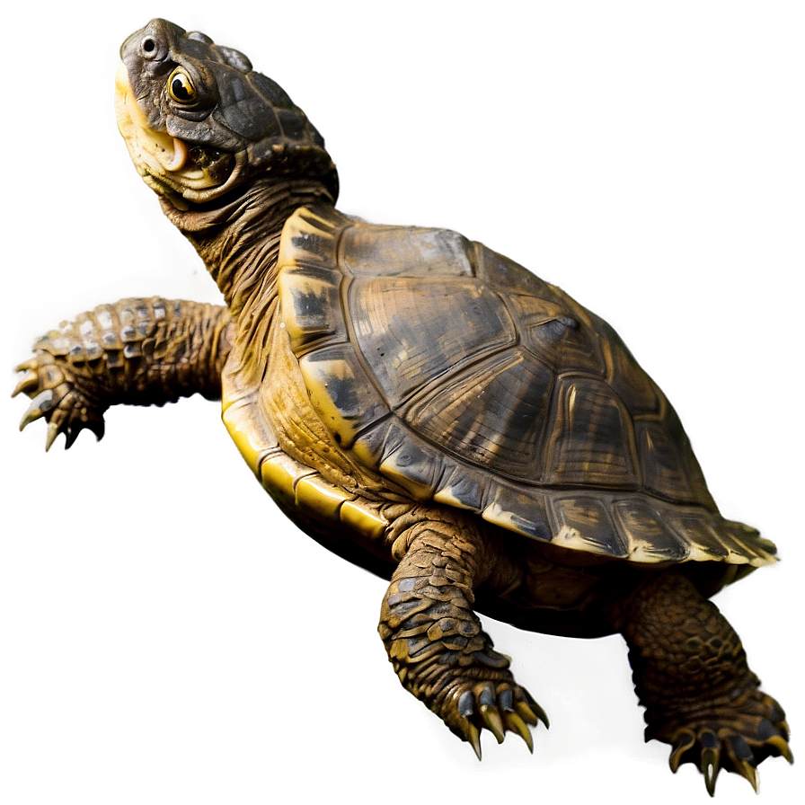 Snapping Turtle With Fish Png 81