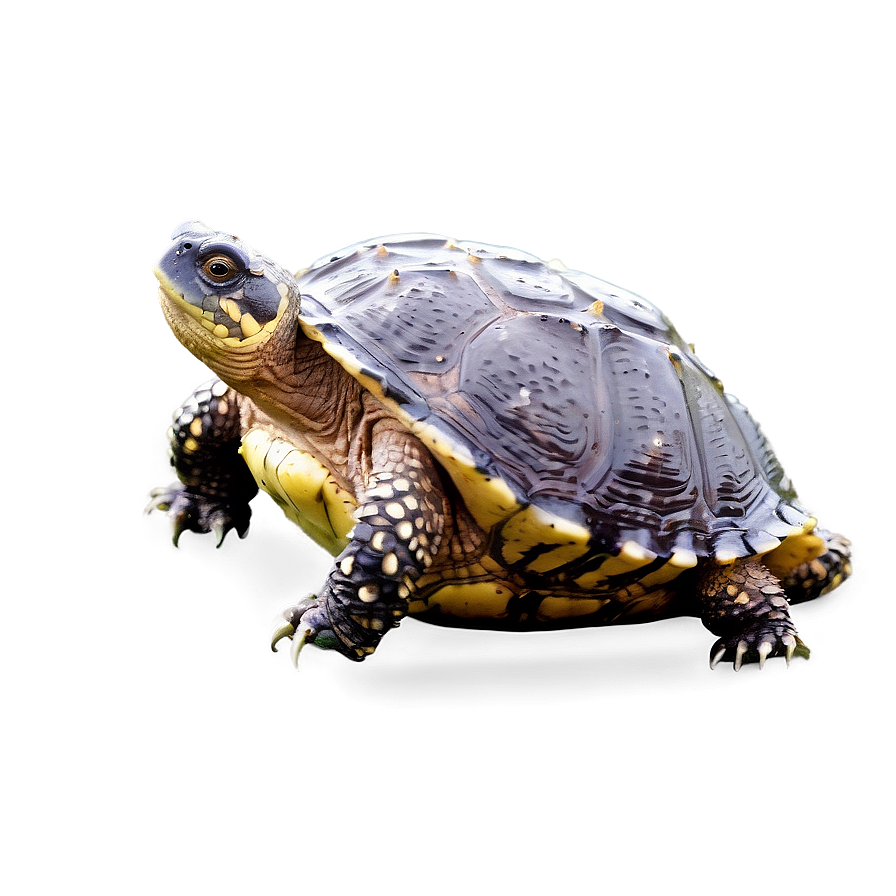 Snapping Turtle With Water Droplets Png 06252024