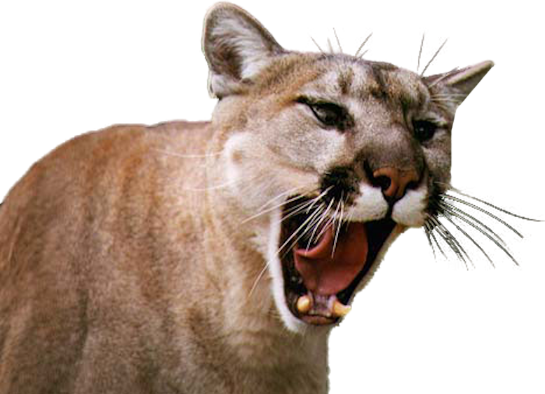 Snarling Cougar Portrait