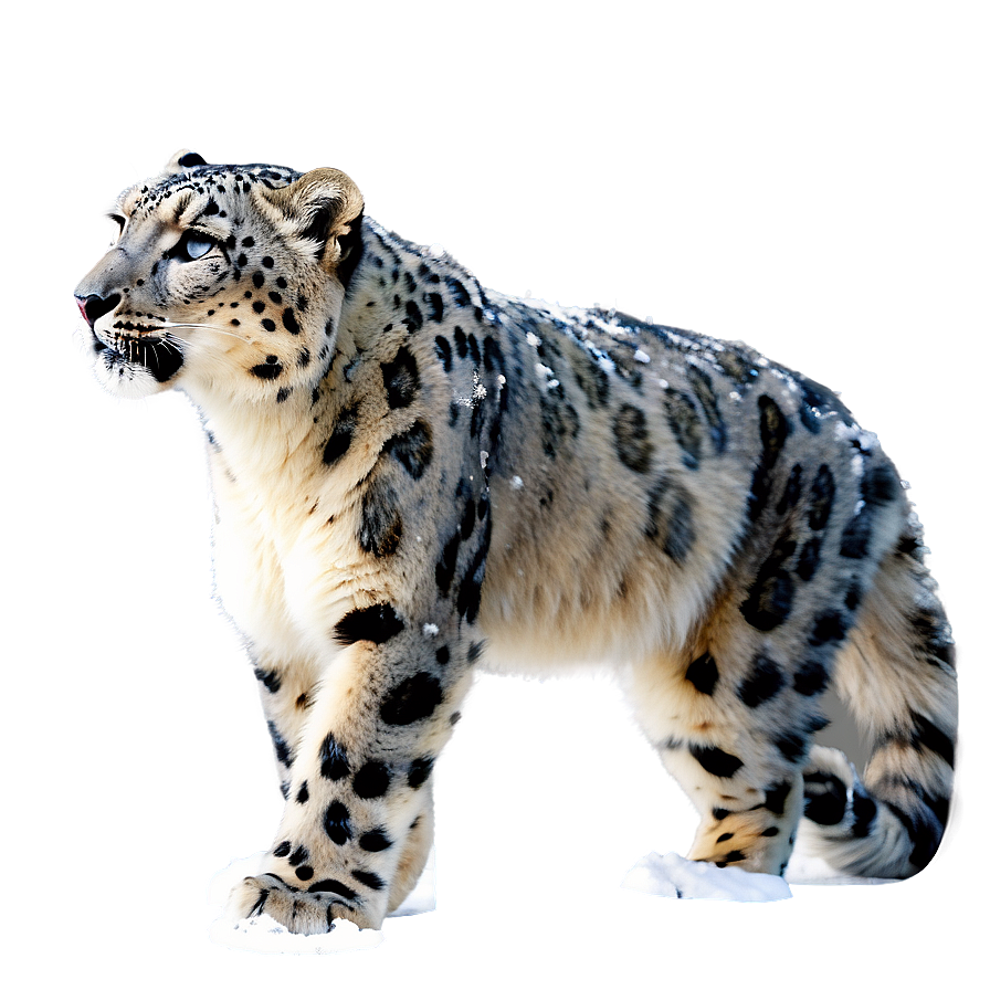 Snow Leopard In A Snowstorm Png 9