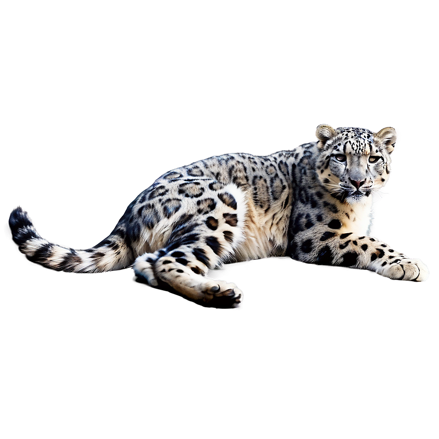 Snow Leopard In Habitat Png Mco83