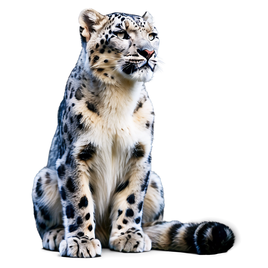 Snow Leopard In Zen Pose Png 30