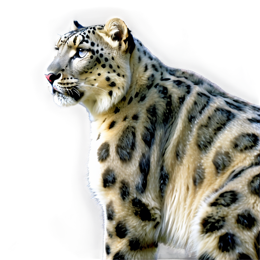 Snow Leopard Side Profile Png 06122024