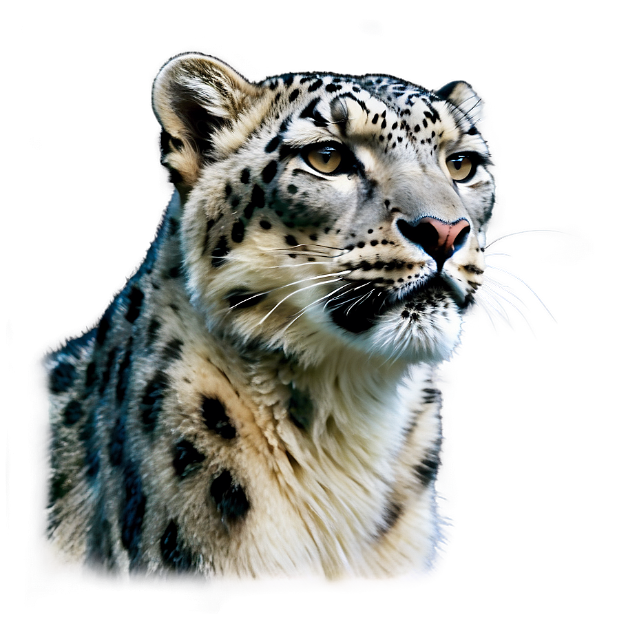 Snow Leopard Side Profile Png 2