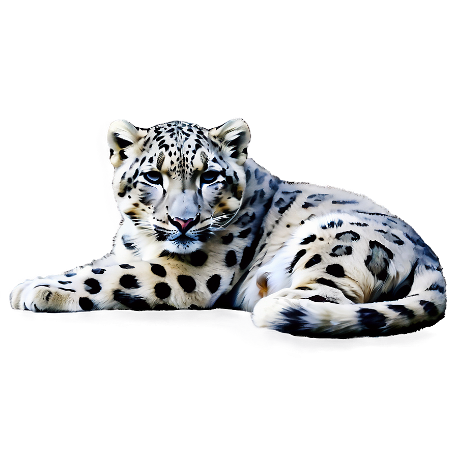 Snow Leopard Sketch Art Png 06122024