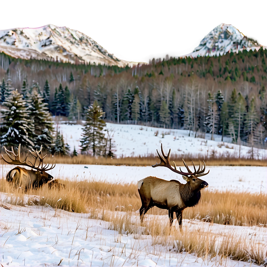 Snowy Elk Scene Png Jqq64