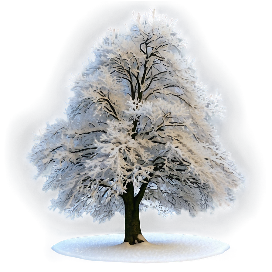 Snowy Elm Tree Png 06272024