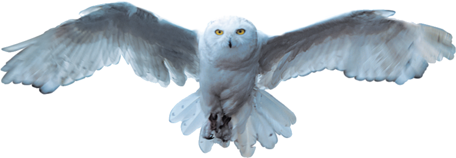 Snowy Owl In Flight