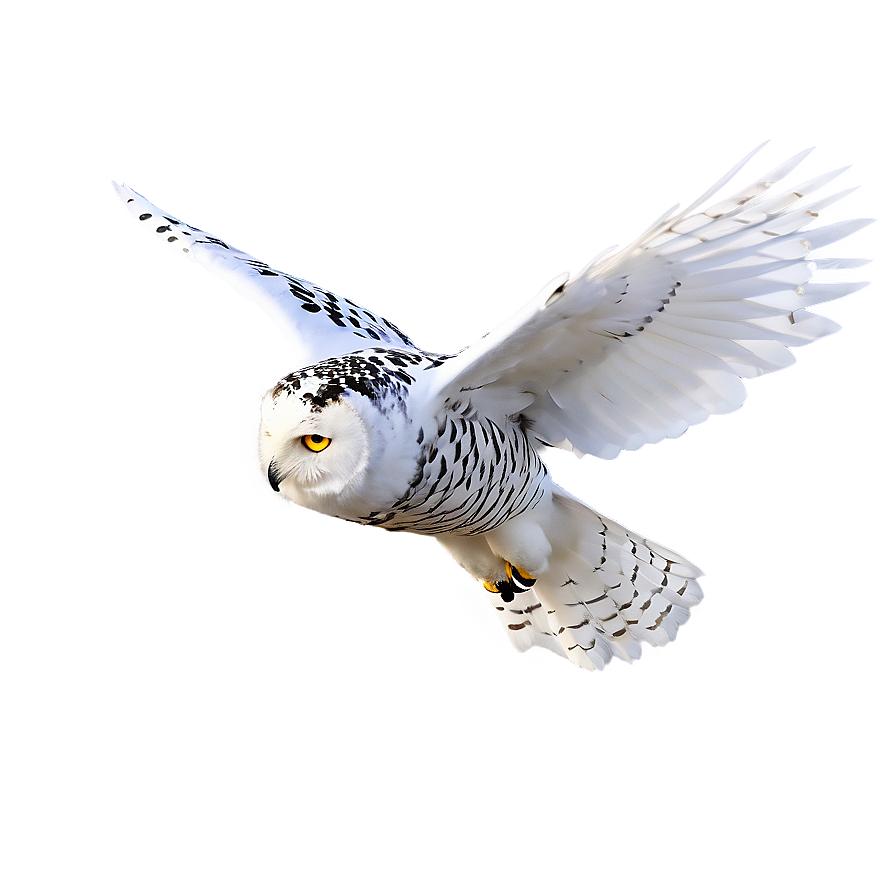 Snowy Owl In Flight Photo Png 86