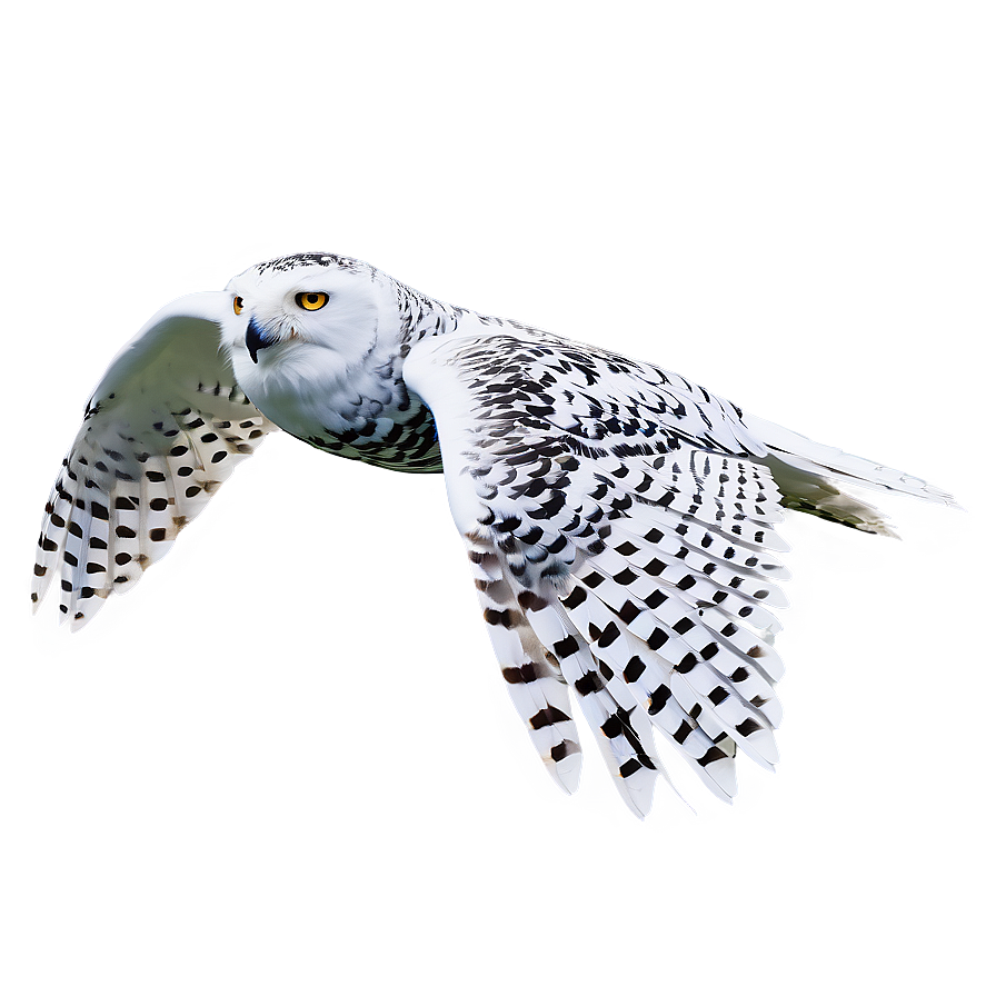 Snowy Owl In Flight Photo Png Ngb