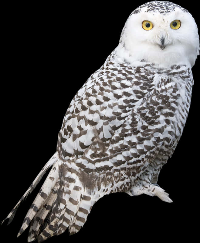 Snowy Owl Portrait