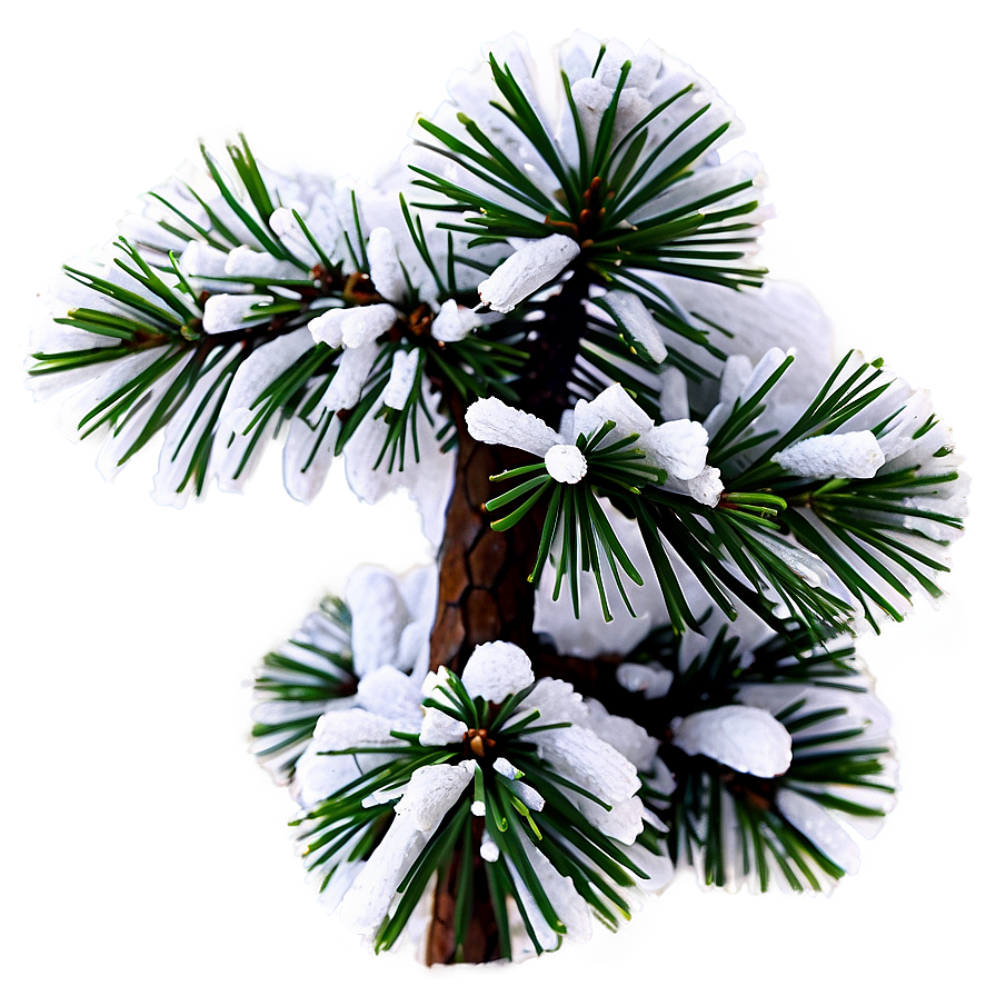 Snowy Pine Tree With Cones Png Dte33