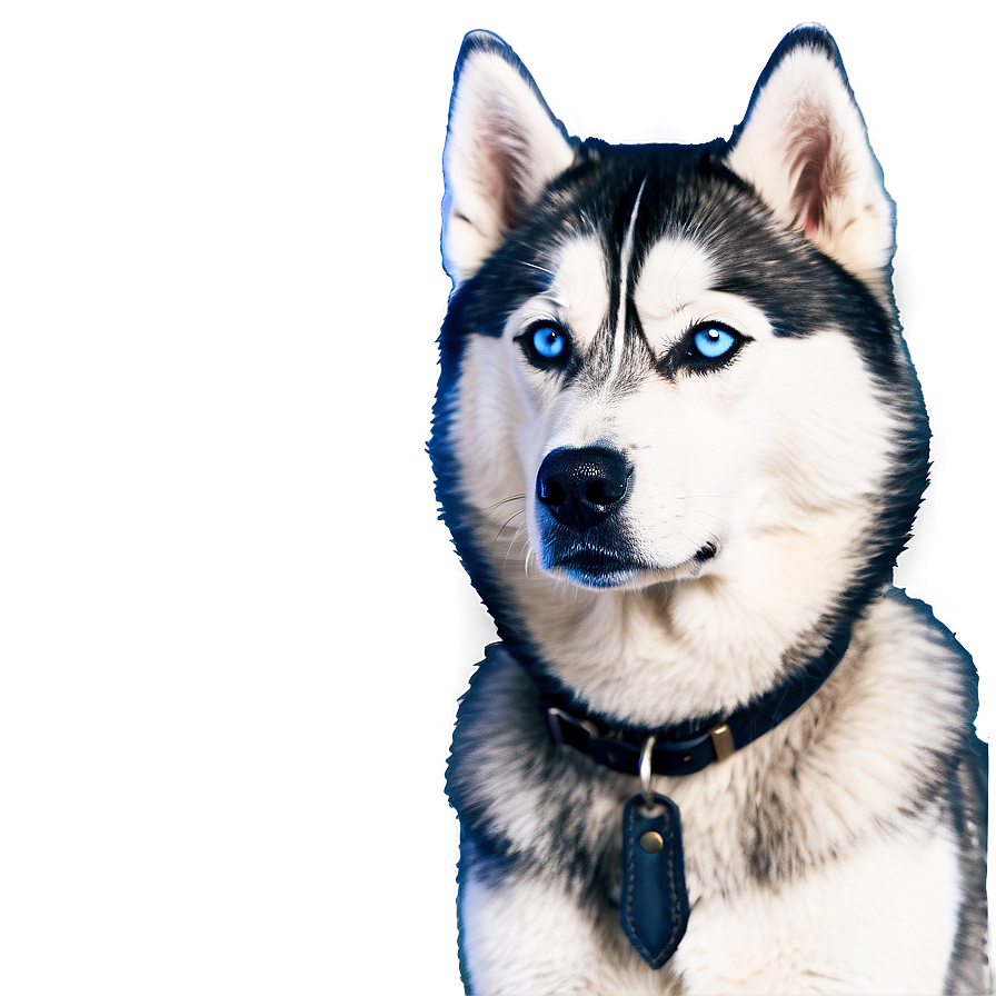 Snowy Siberian Husky Png 48