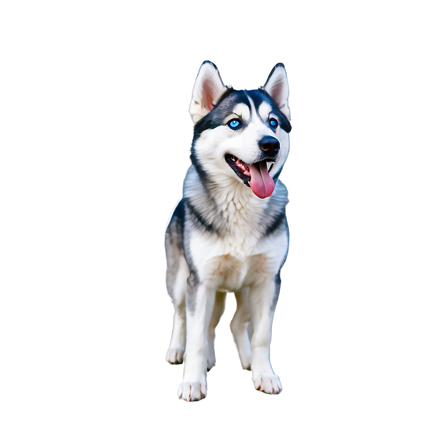 Snowy Siberian Husky Png Kin82