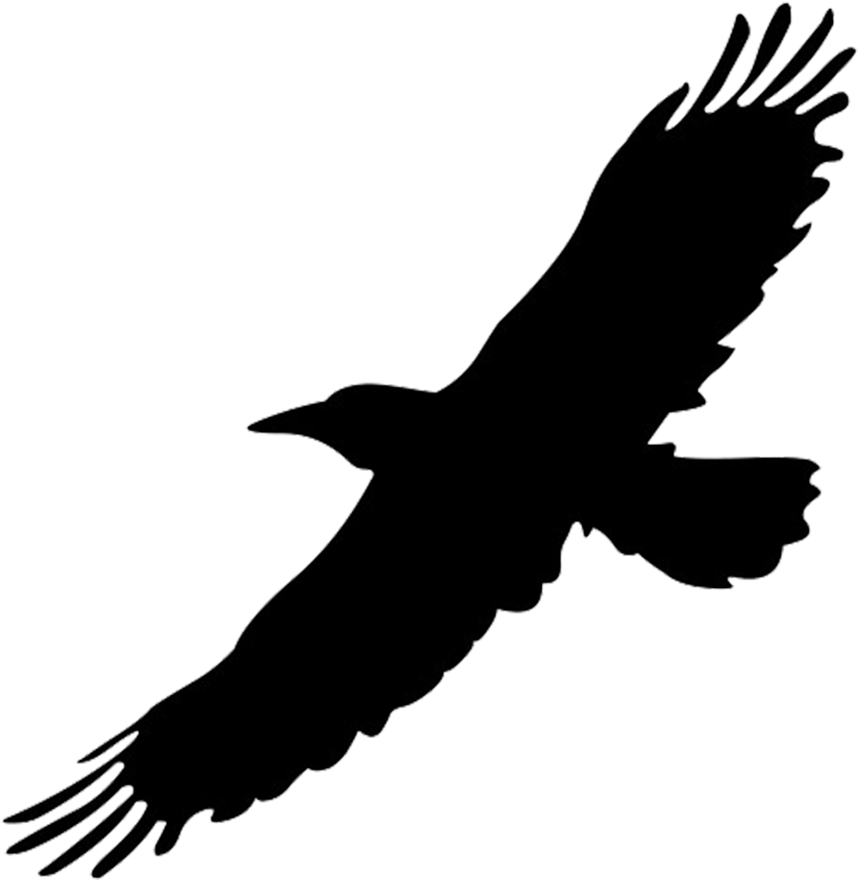 Soaring Bird Silhouette.png