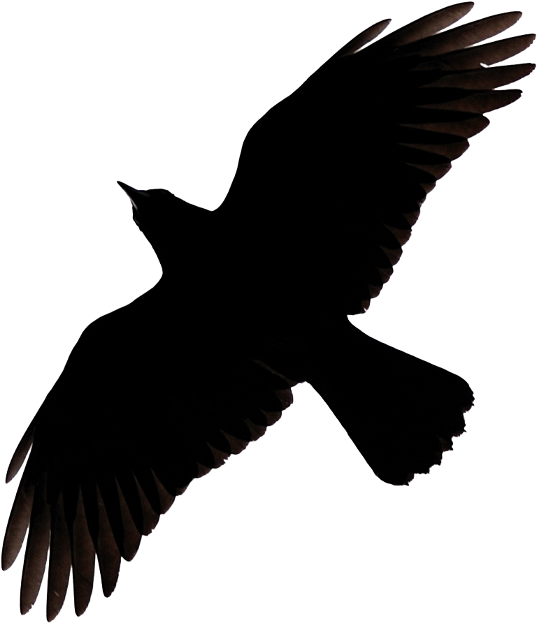 Soaring_ Bird_ Silhouette