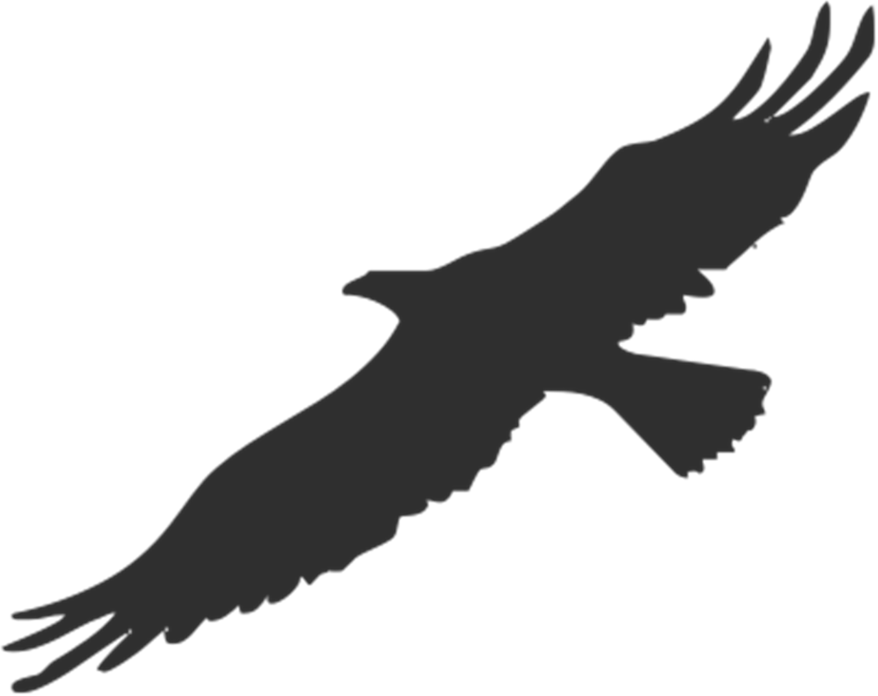 Soaring Eagle Silhouette