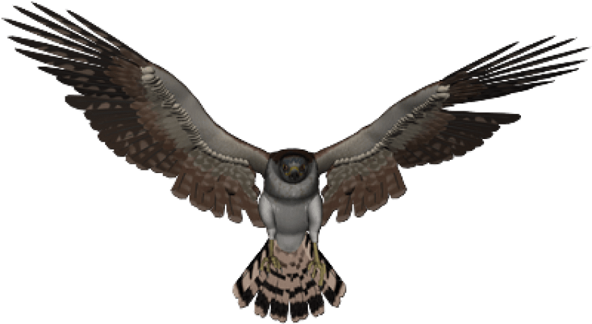 Soaring Falcon Graphic