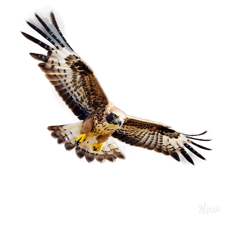 Soaring Hawk Png Pbk