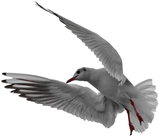 Soaring Seagull Graceful Flight.png