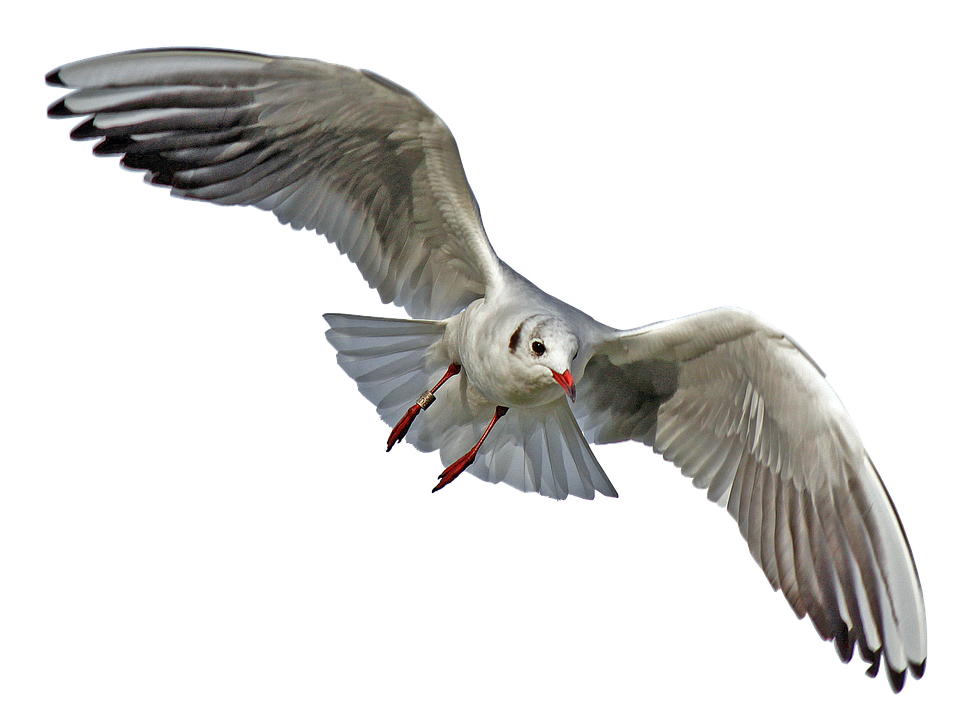 Soaring Seagull Transparent Background