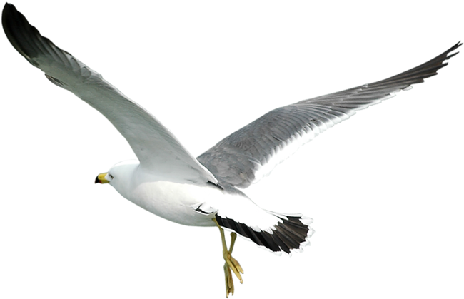 Soaring Seagull Transparent Background