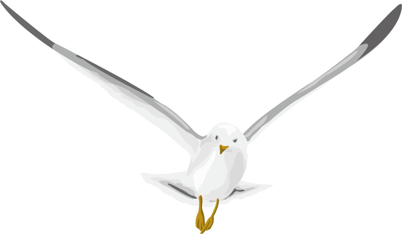 Soaring Seagull Vector Illustration