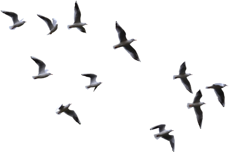 Soaring_ Seagulls_ Aerial_ View.jpg