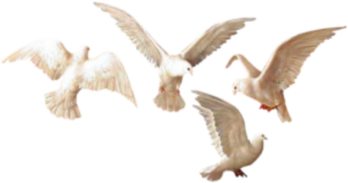 Soaring Seagulls Transparent Background