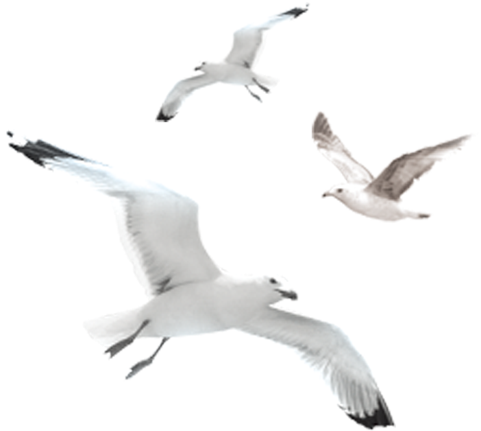 Soaring_ Seagulls_ Trio