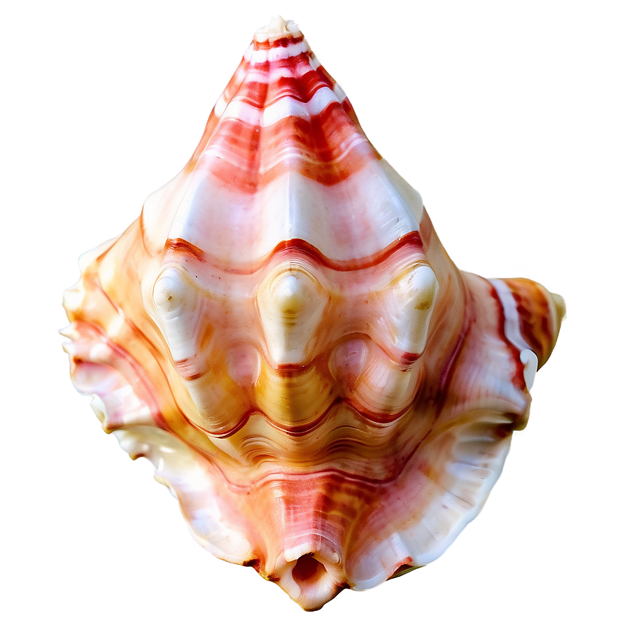 Soft Colored Conch Shell Png 06132024