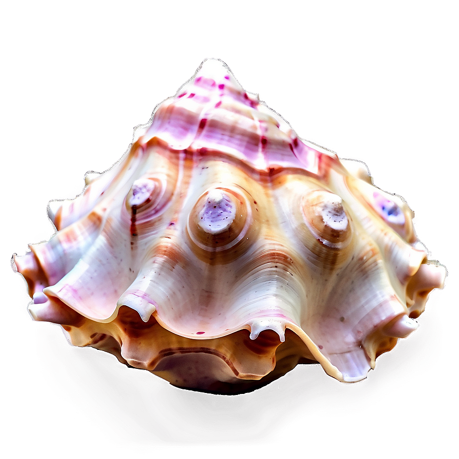 Soft Colored Conch Shell Png 67