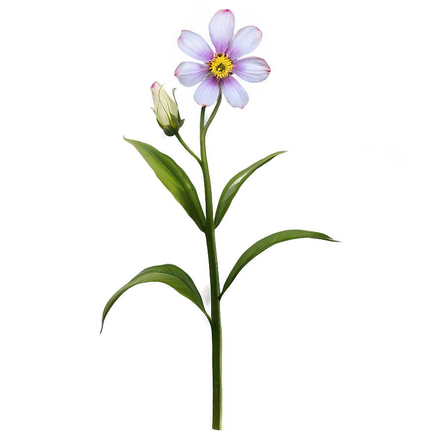 Soft Flower Stem Png 06132024