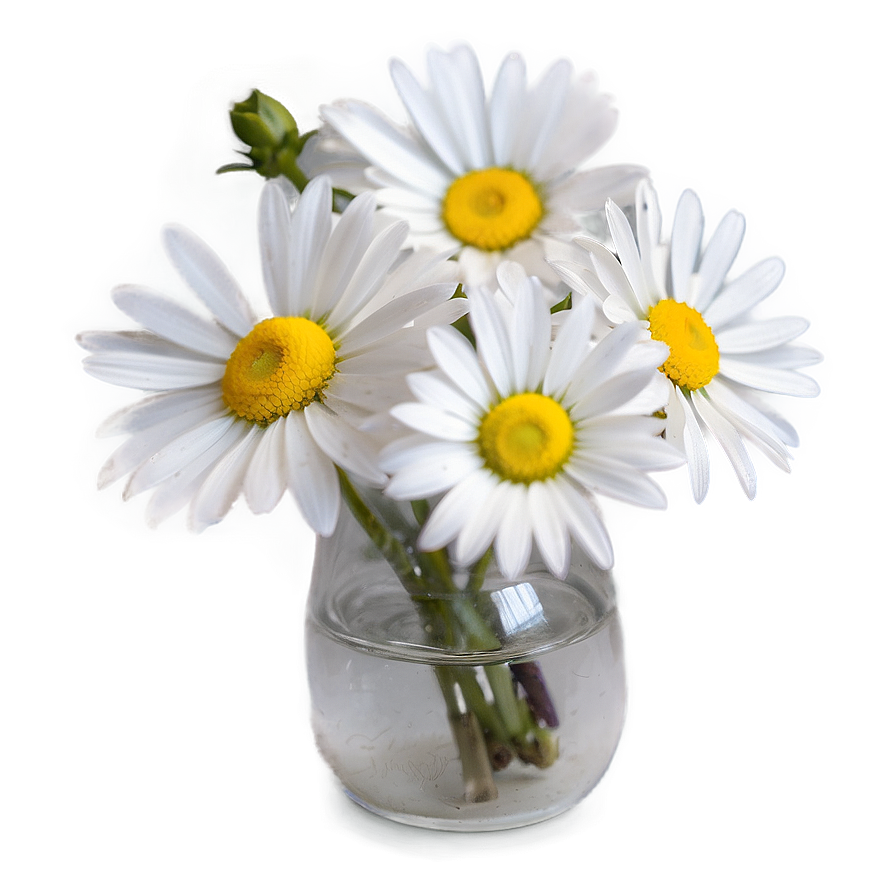 Soft Focus Daisies Png Swo25