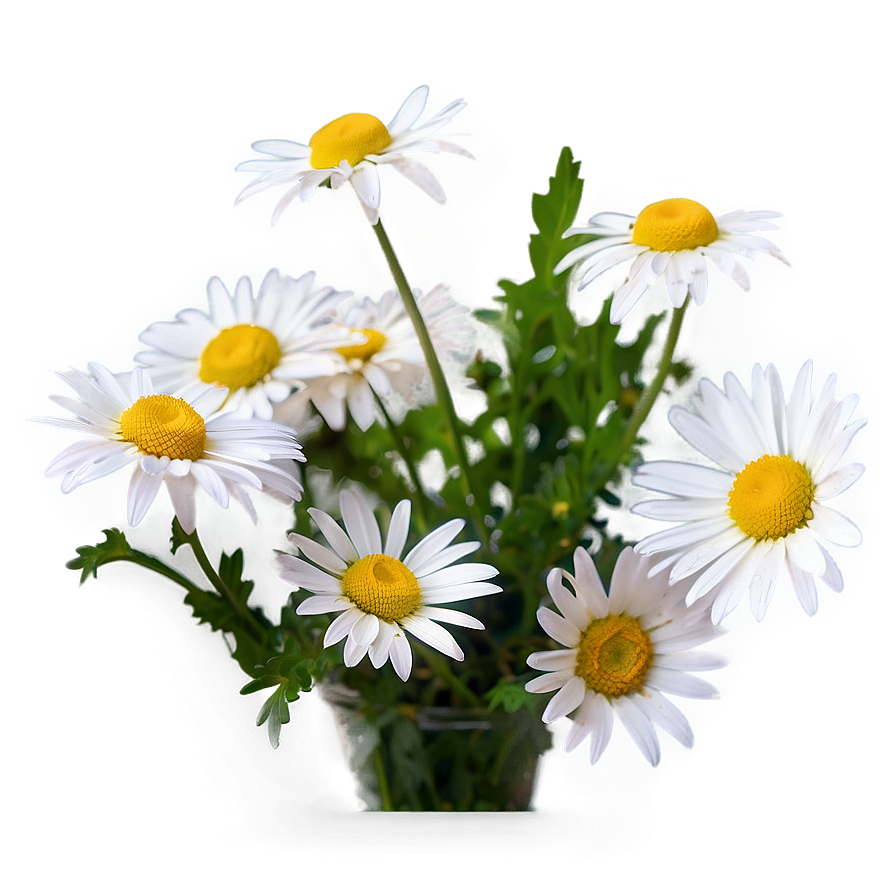 Soft Focus Daisies Png Uww